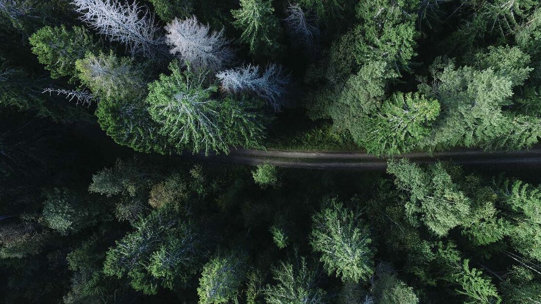 A road winds through a forest of evergreen trees